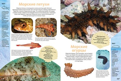 Животные морей и океанов. Большая школьная энциклопедия - фото 9