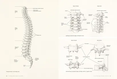 Основы анатомии человека. Наглядное руководство для художников - фото 7