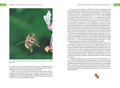 Феномен медоносной пчелы. Биология суперорганизма - фото 7