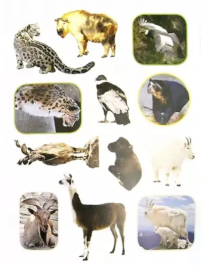 Обитатели гор. Наклейки. Интересные факты. Карта зоопарка - фото 3