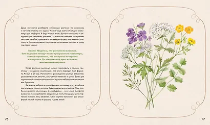 Акварельный лес. Ботанический дневник для любителей природы и акварели - фото 10