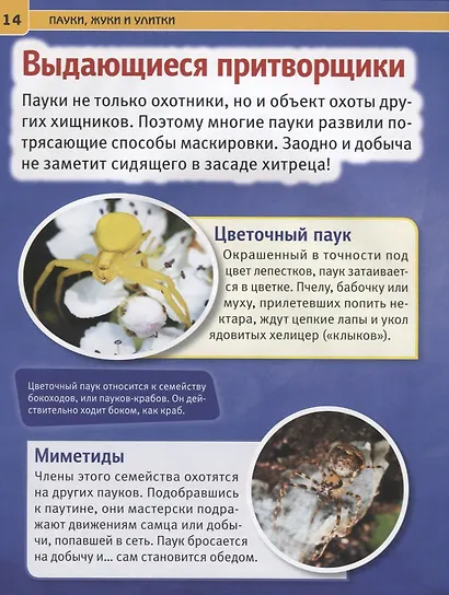 Пауки, жуки и улитки. Энциклопедия с развивающими заданиями - фото 2