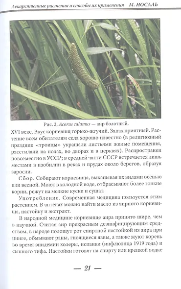 Лекарственные растения и способы их применения в народе - фото 6