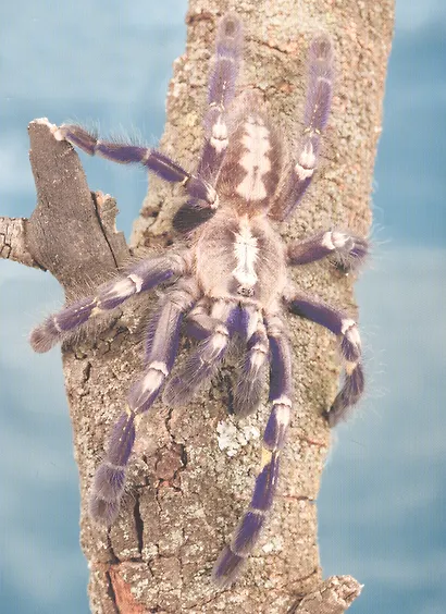 ЭНЦИКЛОПЕДИЯ ДЛЯ ДЕТЕЙ новые. КТО В ДЖУНГЛЯХ ЖИВЁТ? - фото 3