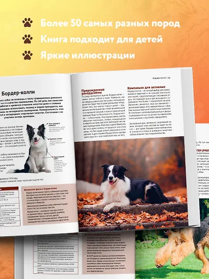 Самые известные породы. СОБАКИ. Большая иллюстрированная энциклопедия - фото 6
