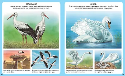 Животные - фото 7