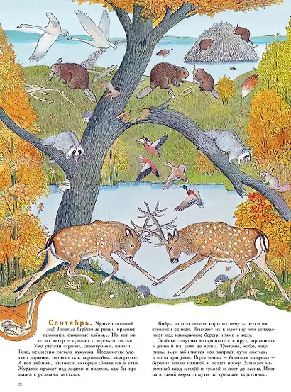 В лесу: энциклопедия в картинках - фото 2