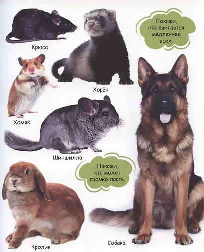 Мои любимые животные - фото 3