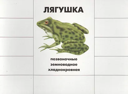 Кто как устроен. Познавательная игра-лото - фото 5