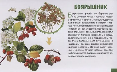 Лесные ягоды. Обучающие карточки - фото 2