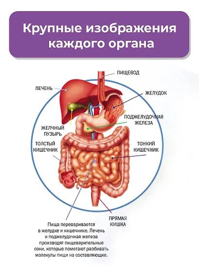 Тело человека - фото 9