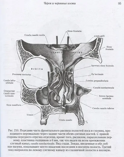 Анатомический атлас для студентов и врачей - фото 4