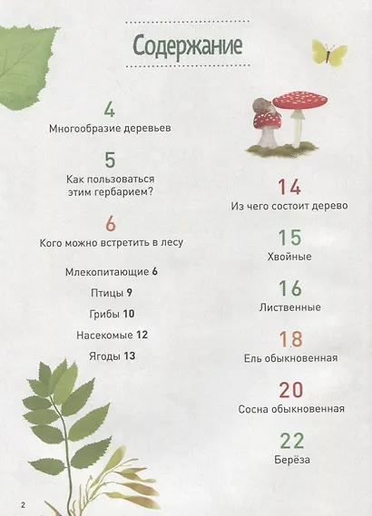 Мой лесной гербарий - фото 2