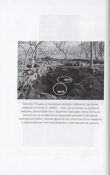 Почти человек. Как открытие Homo naledi изменило нашу историю - фото 6