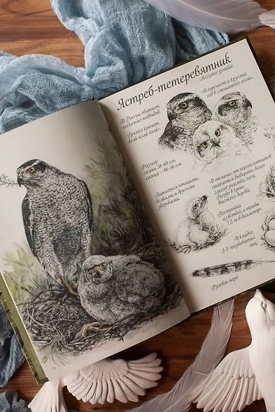 Птицы леса. Артбук - фото 9