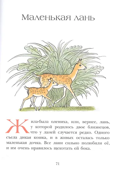 На берегах Ябебири - фото 4