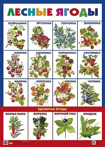 Лесные ягоды - фото 1