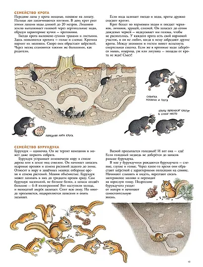 В лесу: энциклопедия в картинках - фото 5