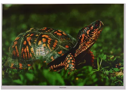 Рептилии и амфибии. Наглядно-дидактическое пособие. ФГОС - фото 5