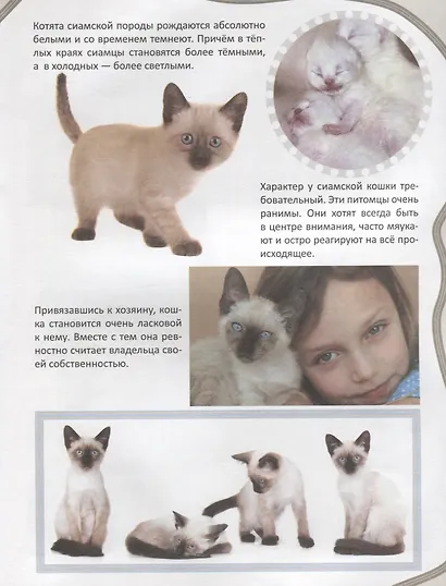 Кошки - фото 5