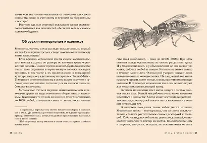 Пчелы. Что человек и пчела значат друг для друга - фото 4
