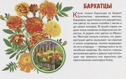 Обучающие карточки "Садовые цветы" - фото 4