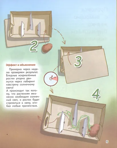 Весёлые научные опыты. Увлекательные эксперименты с растениями и солнечным светом - фото 5