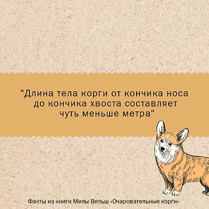 Очаровательные корги: походка, которая вдохновляет! - фото 5