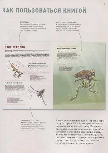 Насекомые. Лучшая энциклопедия - фото 3