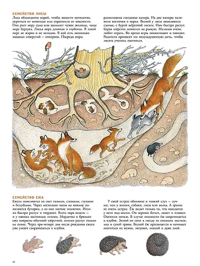 В лесу: энциклопедия в картинках - фото 4