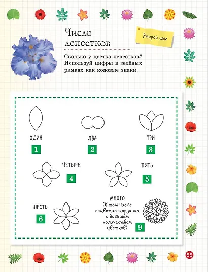 Мой первый гербарий - фото 7