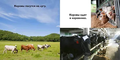 На ферме - фото 3