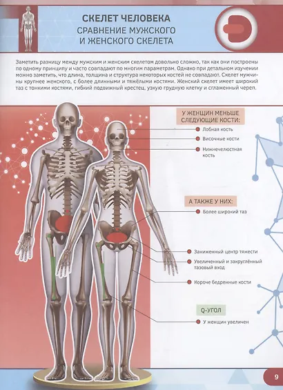 Анатомия человека - фото 6