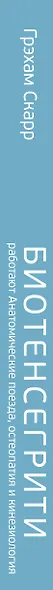 Биотенсегрити. Как работают Анатомические поезда, остеопатия и кинезиология и что может сделать эти техники максимально эффективными - фото 8