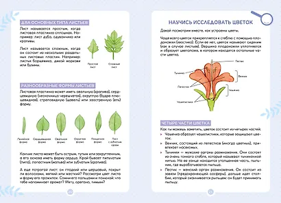 Растения вокруг нас - фото 9