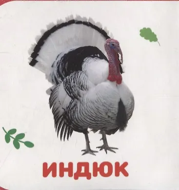 Домашние животные - фото 3