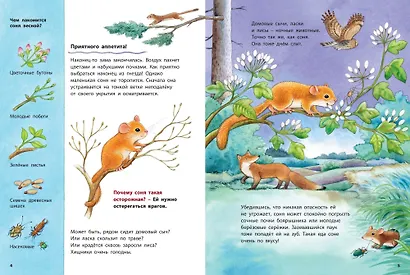 Кто такая орешниковая соня? Познавательные истории - фото 3