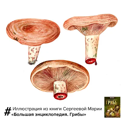 Грибы. Большая энциклопедия - фото 7