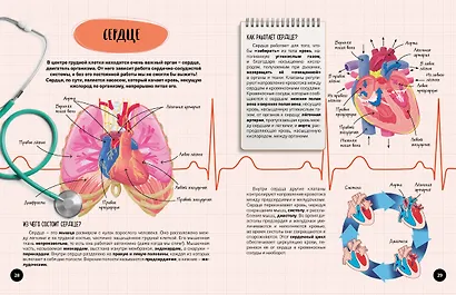 Что? Как? Почему? Мои первые знания про ТЕЛО ЧЕЛОВЕКА (с постером) - фото 8