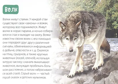 Обучающая книга «Лесные животные» - фото 2