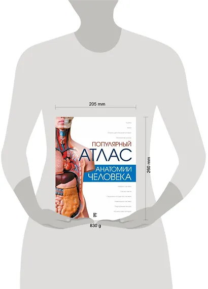 Популярный атлас анатомии человека - фото 6