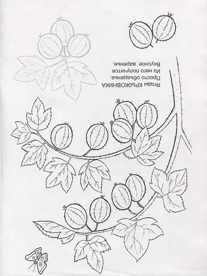 Летний сад. Раскраска с наклейками - фото 2