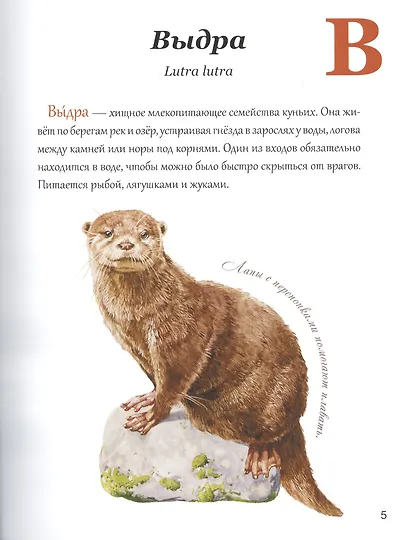 Азбука природы Дальнего востока - фото 4