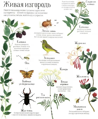 Встречи с дикой природой - фото 3