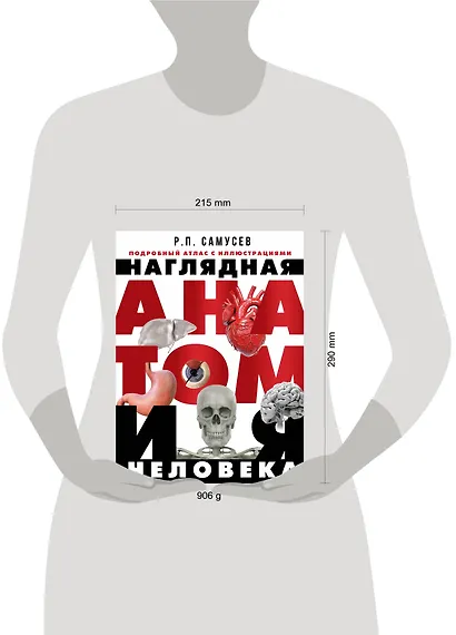 Наглядная анатомия человека. Подробный атлас с иллюстрациями - фото 5