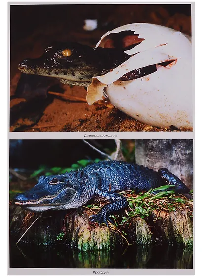 Рептилии и амфибии. Наглядно-дидактическое пособие. ФГОС - фото 2