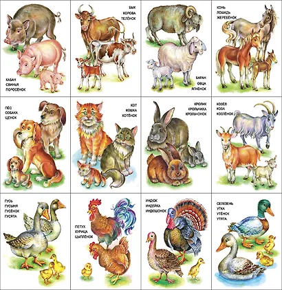 Карточки "Домашние животные и птицы". - фото 2