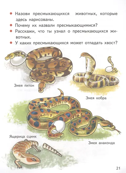 Мир вокруг нас (5-6 лет) - фото 3