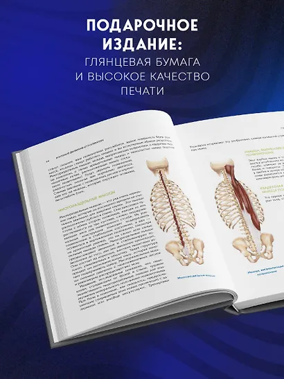 Фундамент безупречного тела. Элитная программа тренировок для формирования каркаса спины - фото 8