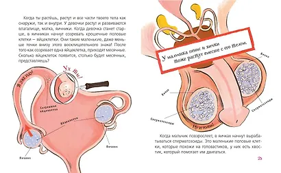 Наш первый разговор об ЭТОМ. Только для детей! - фото 7
